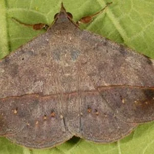 thumbnail for publication: Velvetbean Caterpillar, Anticarsia gemmatalis (Hübner) (Insecta: Lepidoptera: Noctuidae)
